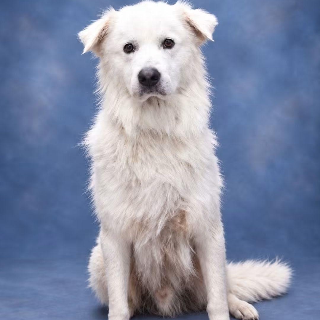 Enlarge Sully, a Adopted Great Pyrenees in Lemont, IL image 3/5