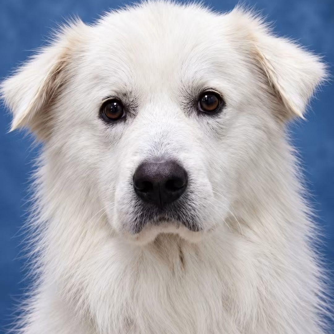 Enlarge Sully, a Adopted Great Pyrenees in Lemont, IL image 2/5