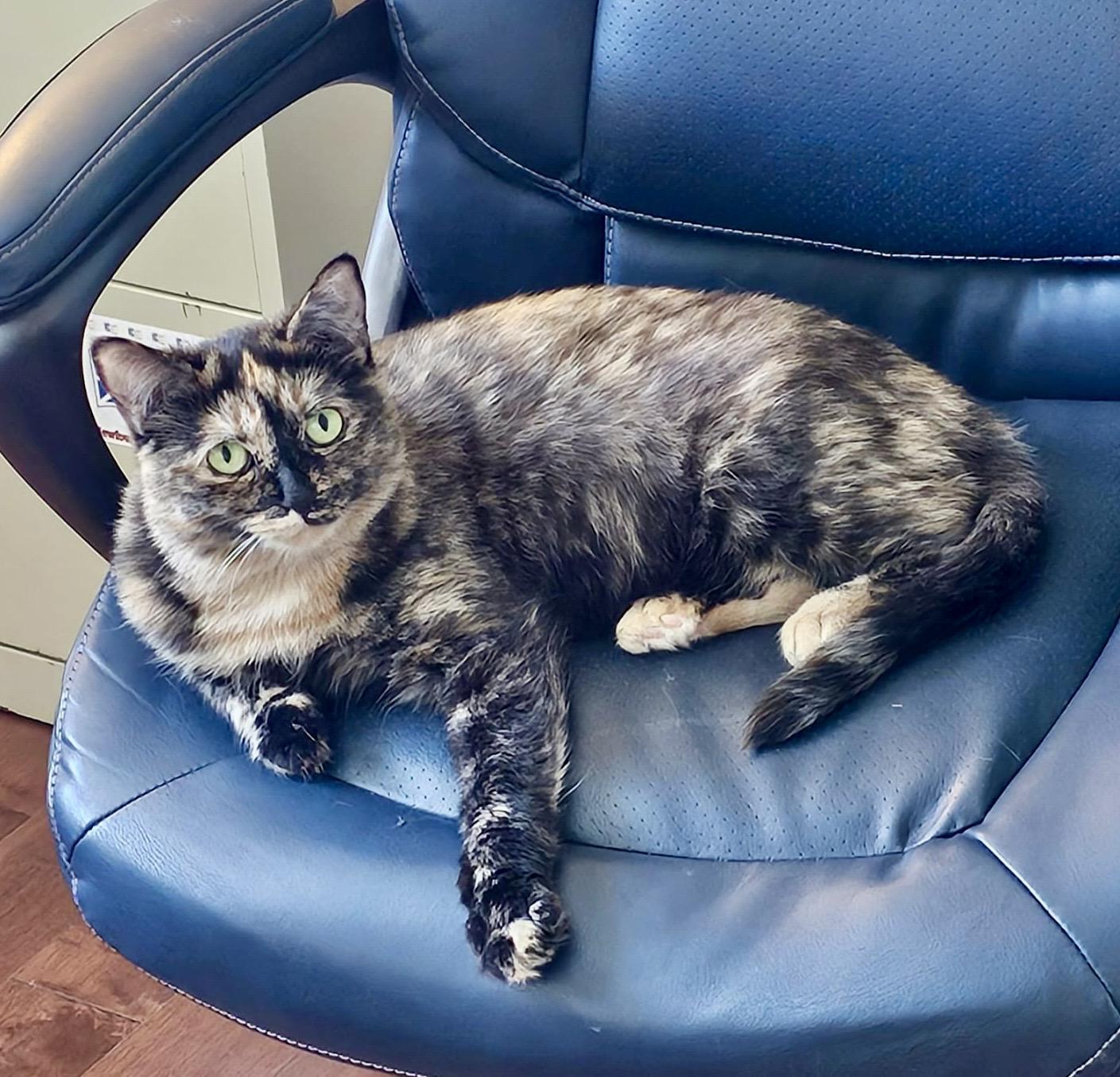 Merlot (bonded with Brie), a ADOPTABLE mixed breed in Brampton, ON image 1/6