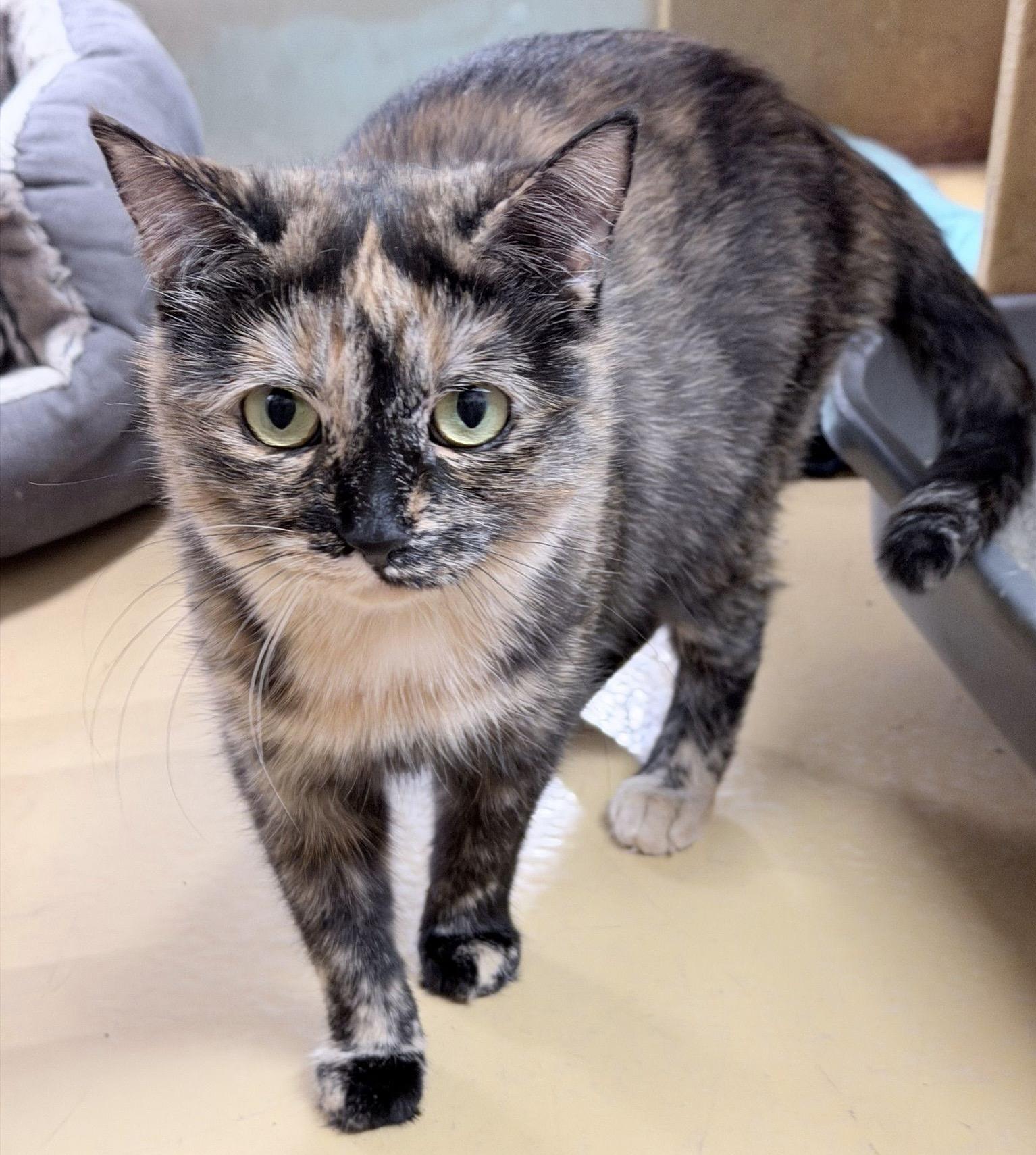 Merlot (bonded with Brie), a ADOPTABLE mixed breed in Brampton, ON image 4/6