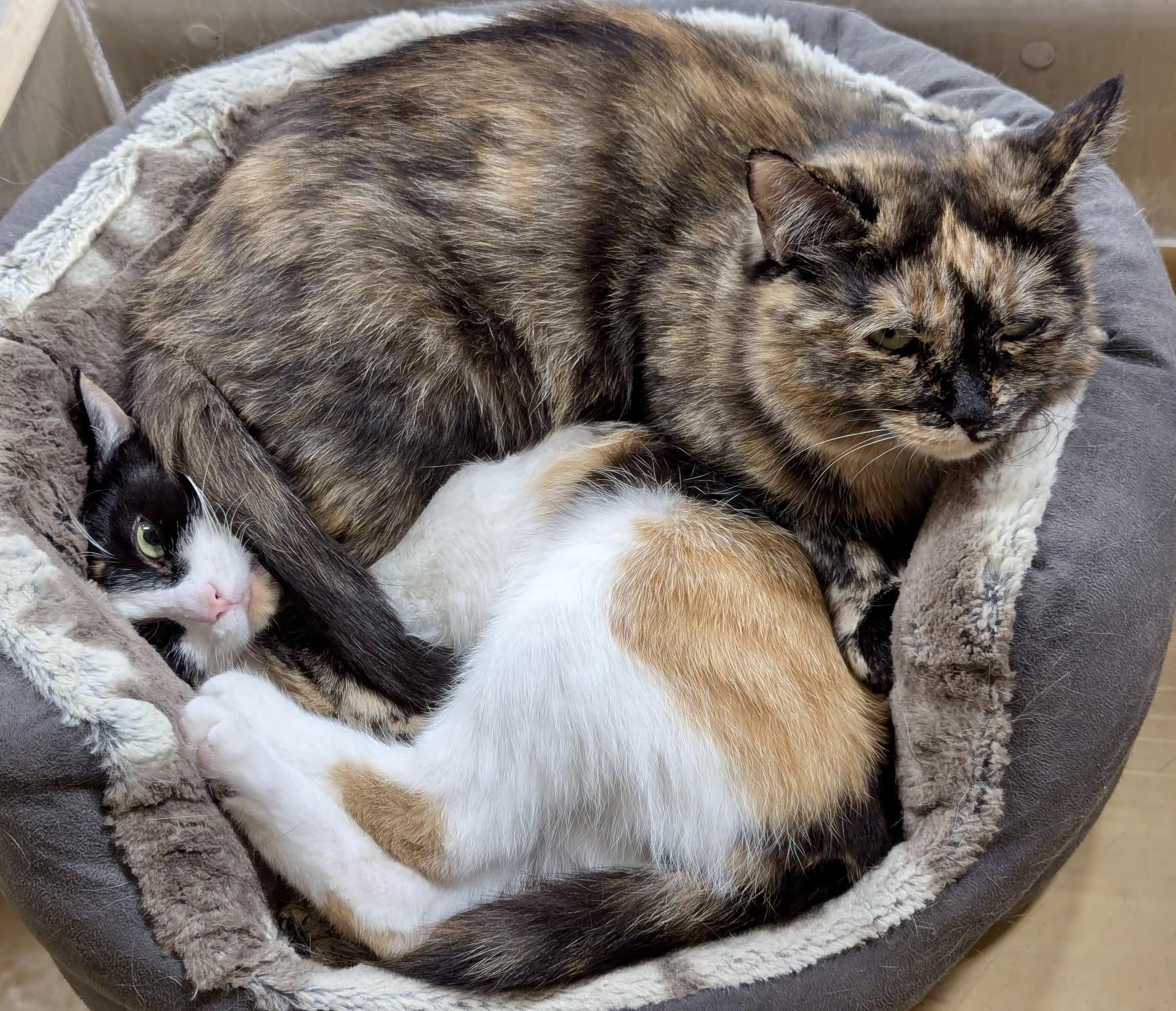 Enlarge Merlot (bonded with Brie), a ADOPTABLE mixed breed in Brampton, ON image 5/6