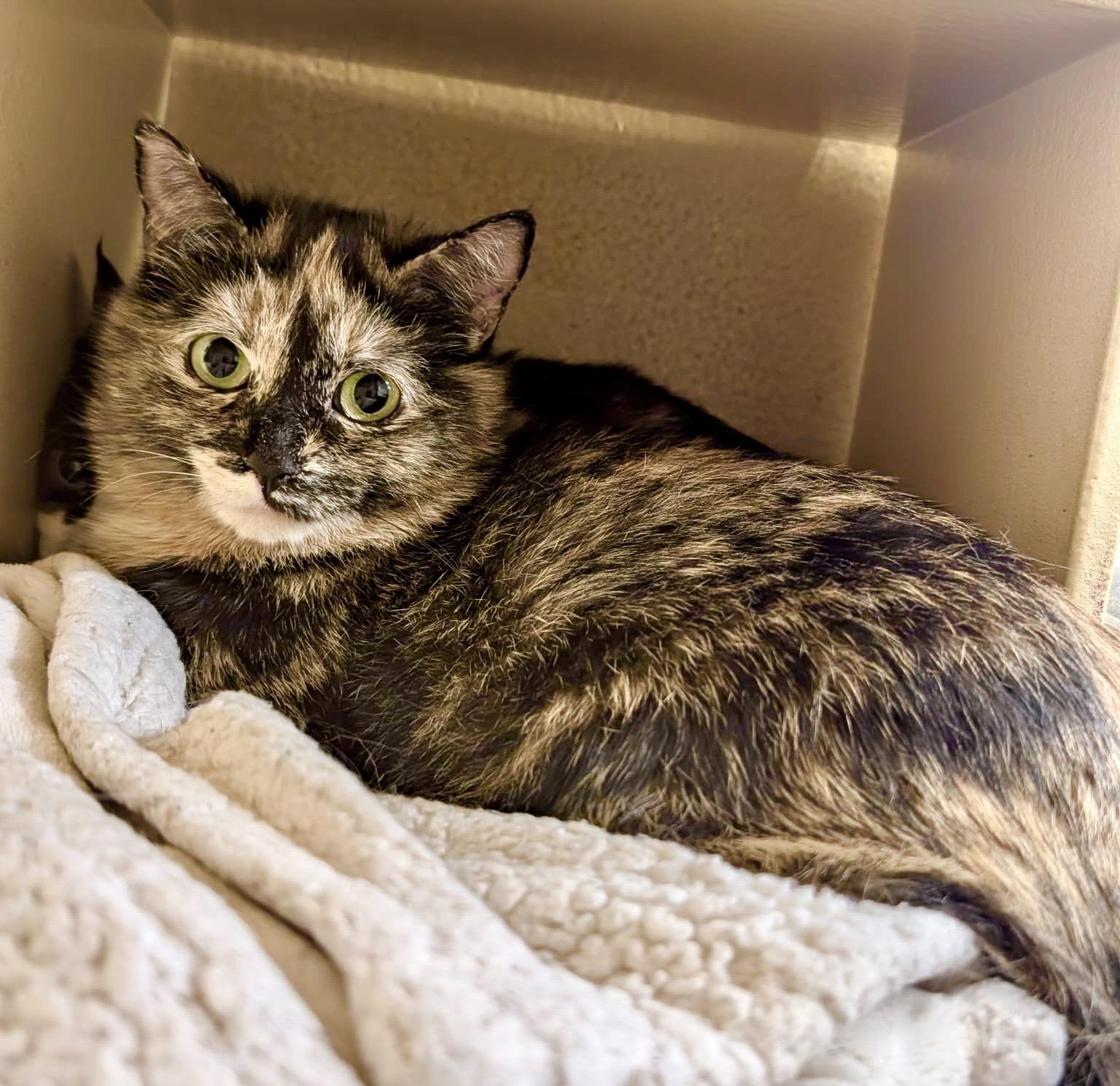 Enlarge Merlot (bonded with Brie), a ADOPTABLE mixed breed in Brampton, ON image 4/6