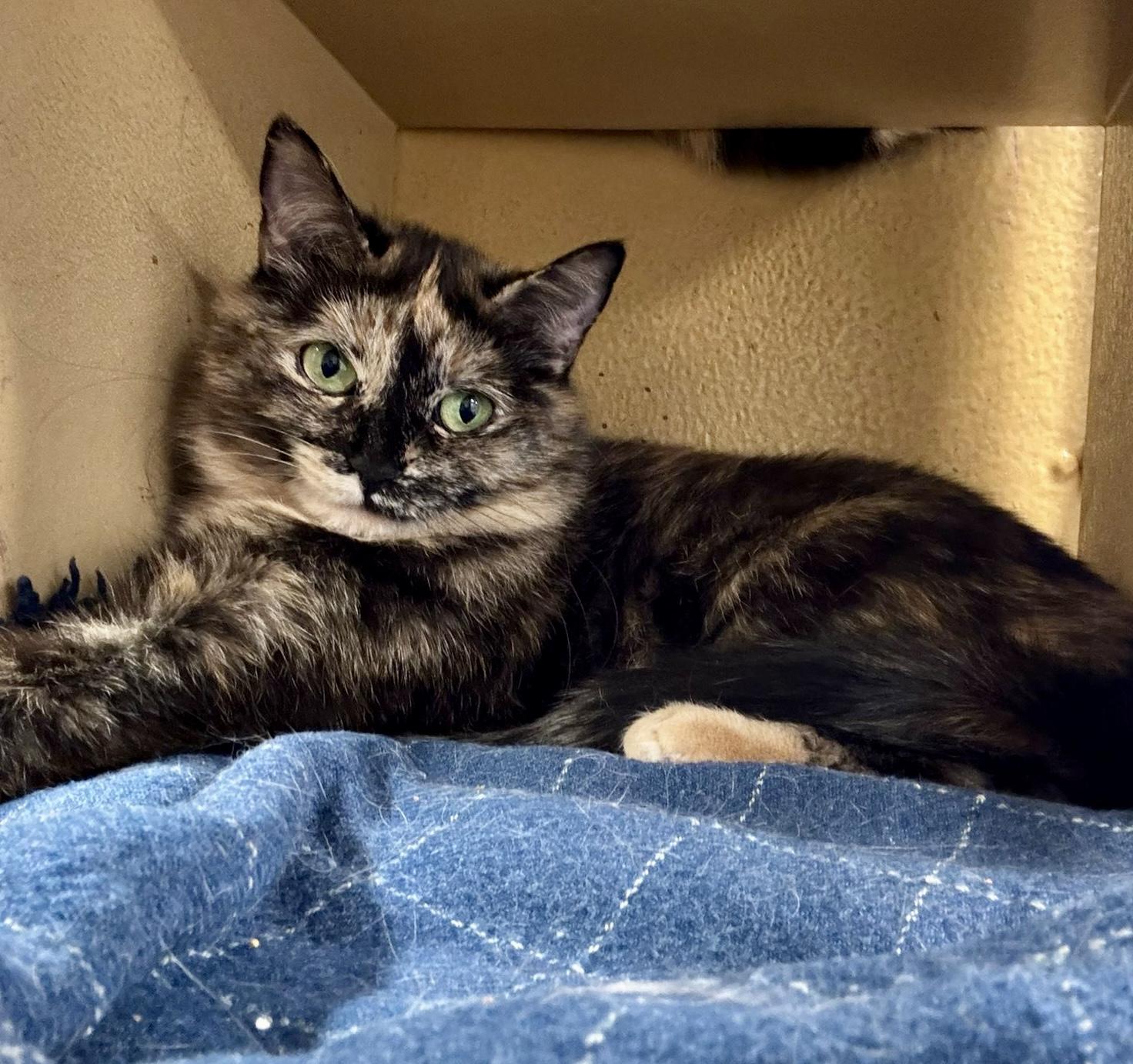 Enlarge Merlot (bonded with Brie), a ADOPTABLE mixed breed in Brampton, ON image 2/6