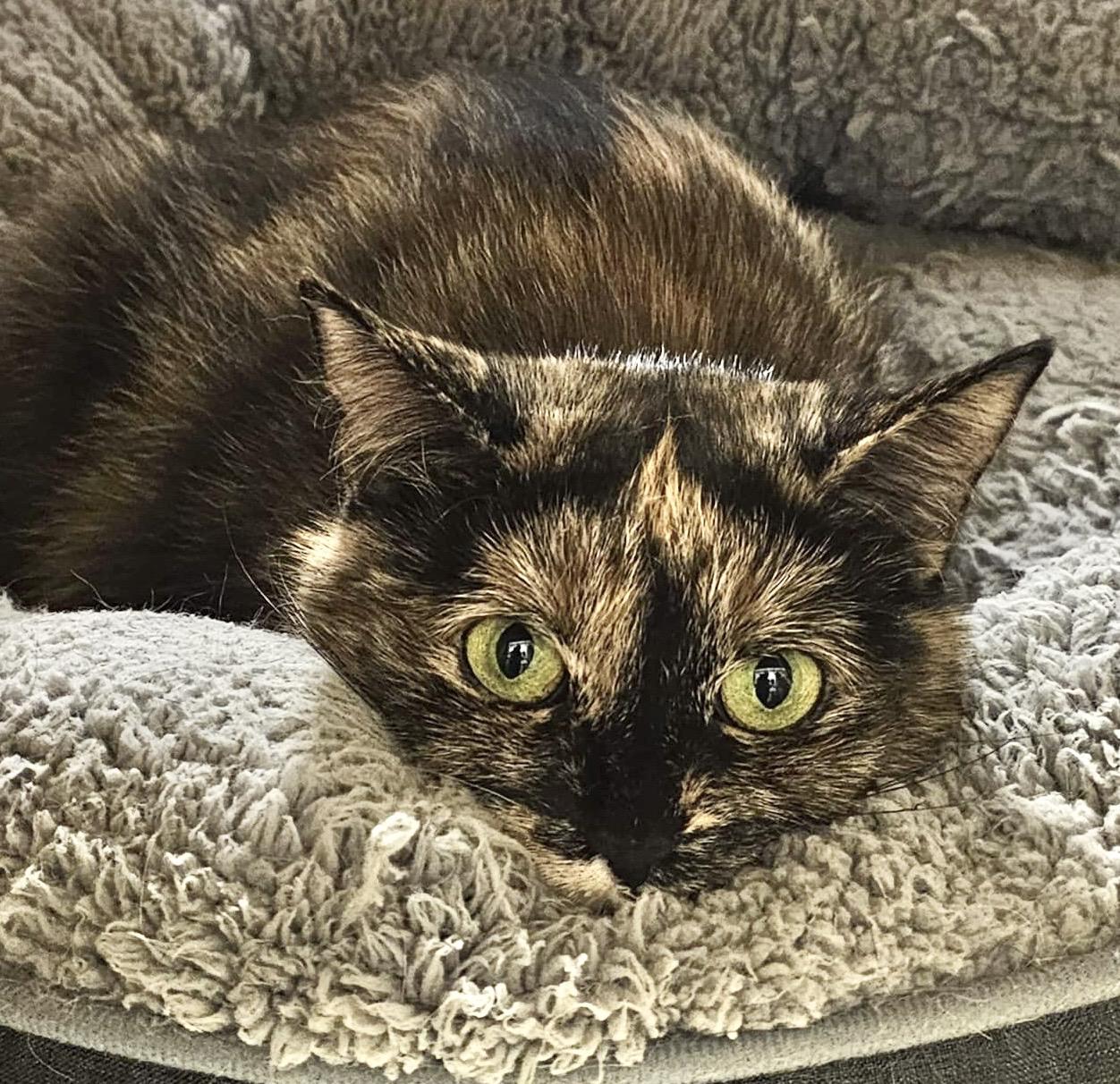 Merlot (bonded with Brie), ADOPTABLE, Adult Female Dilute Tortoiseshell & Domestic Medium Hair.