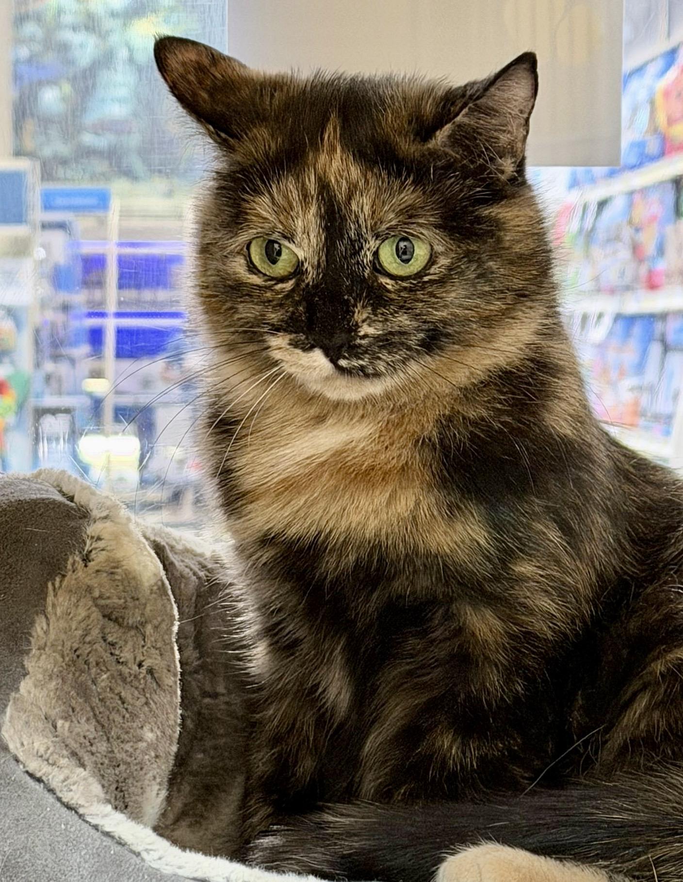 Enlarge Merlot (bonded with Brie), a ADOPTABLE mixed breed in Brampton, ON image 3/6