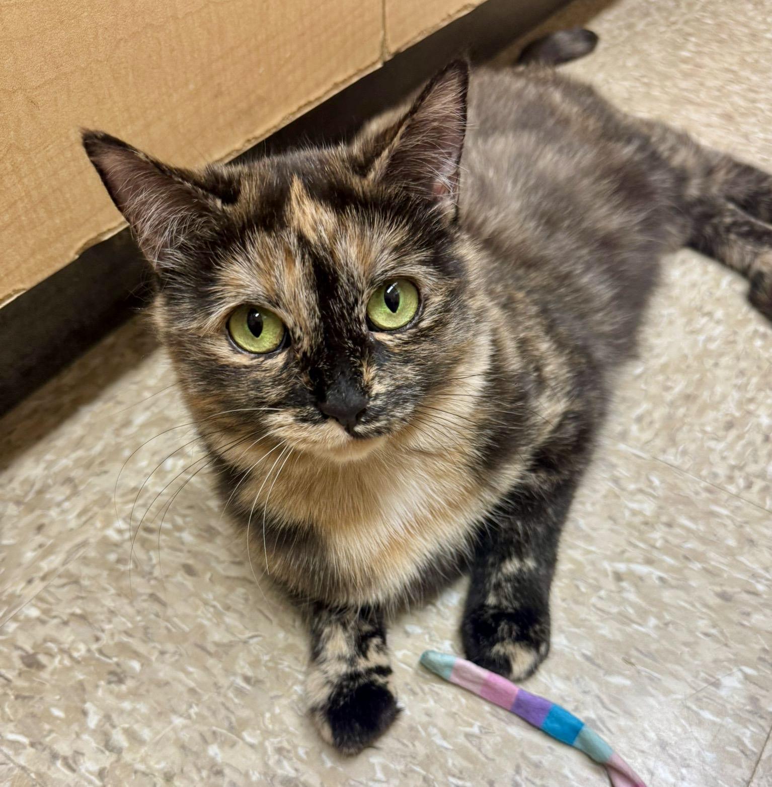 Merlot (bonded with Brie), a ADOPTABLE mixed breed in Brampton, ON image 3/6