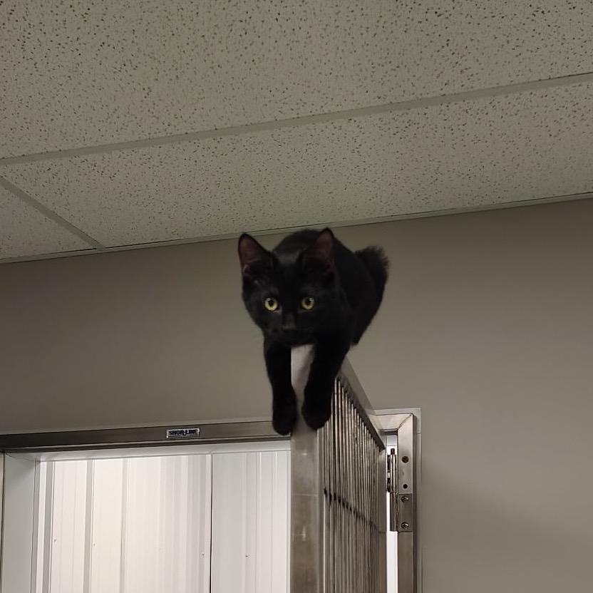 Enlarge Fred, a Adoptable Domestic Short Hair in Richmond, MO image 1/1