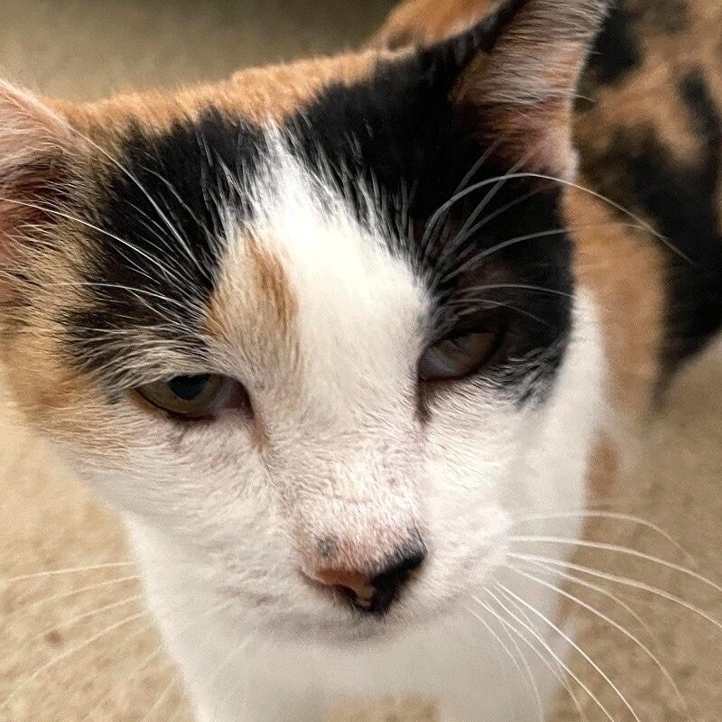 Molly Fish — thumbnail 2