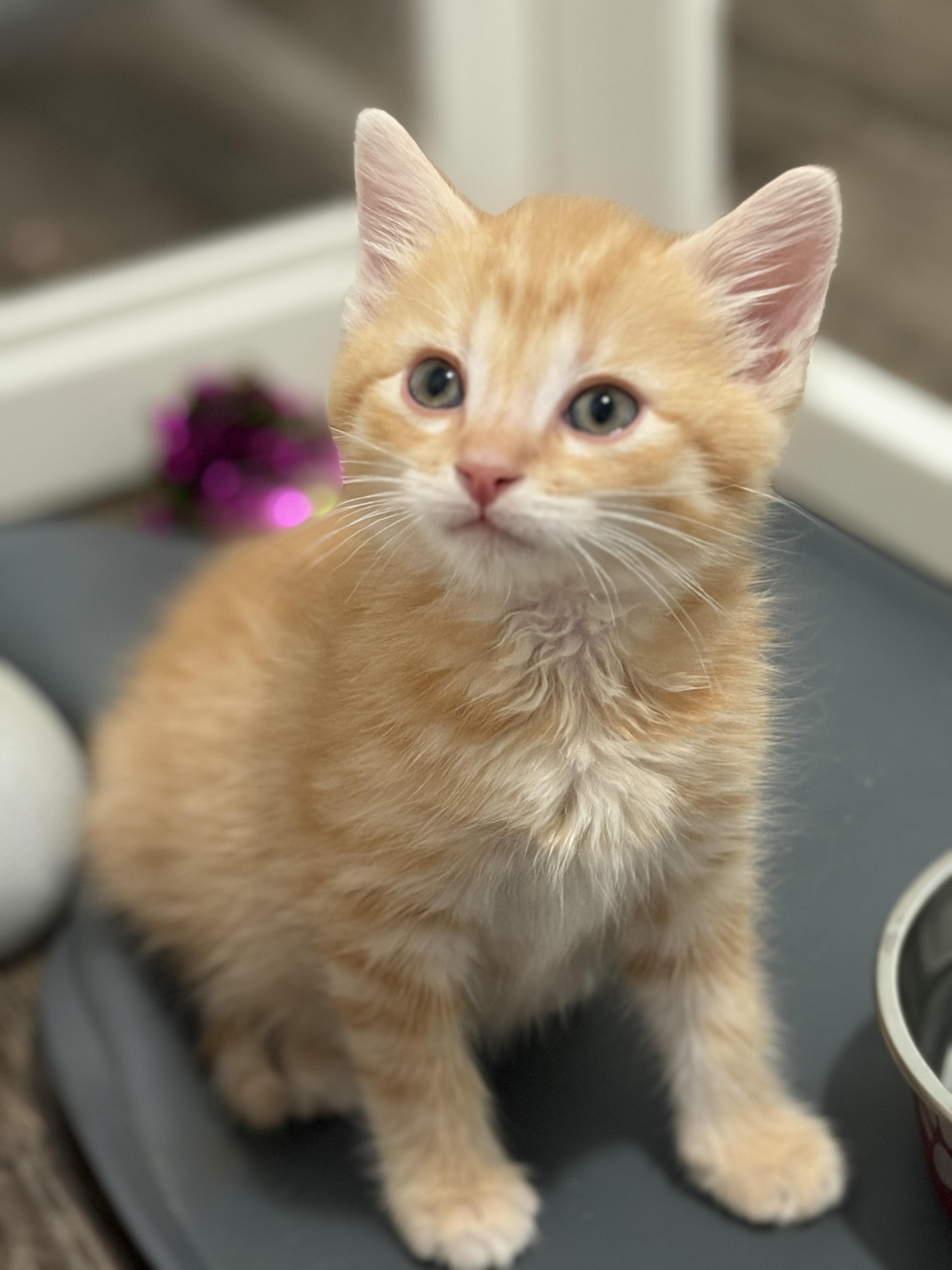 Jupiter, Adopted, Kitten Male Tabby.