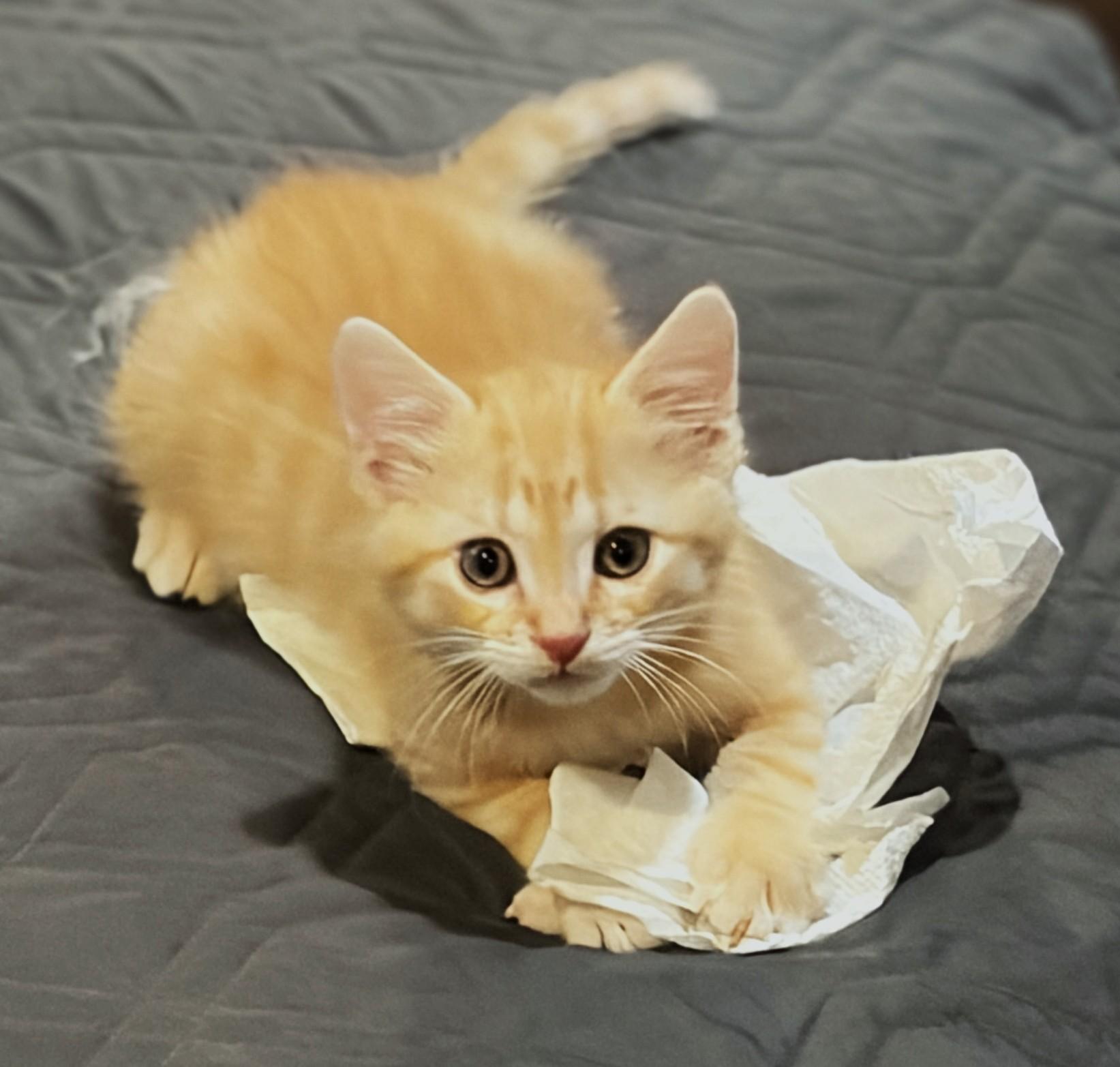 Enlarge Jupiter, a Adopted Tabby in New Albany, OH image 2/2
