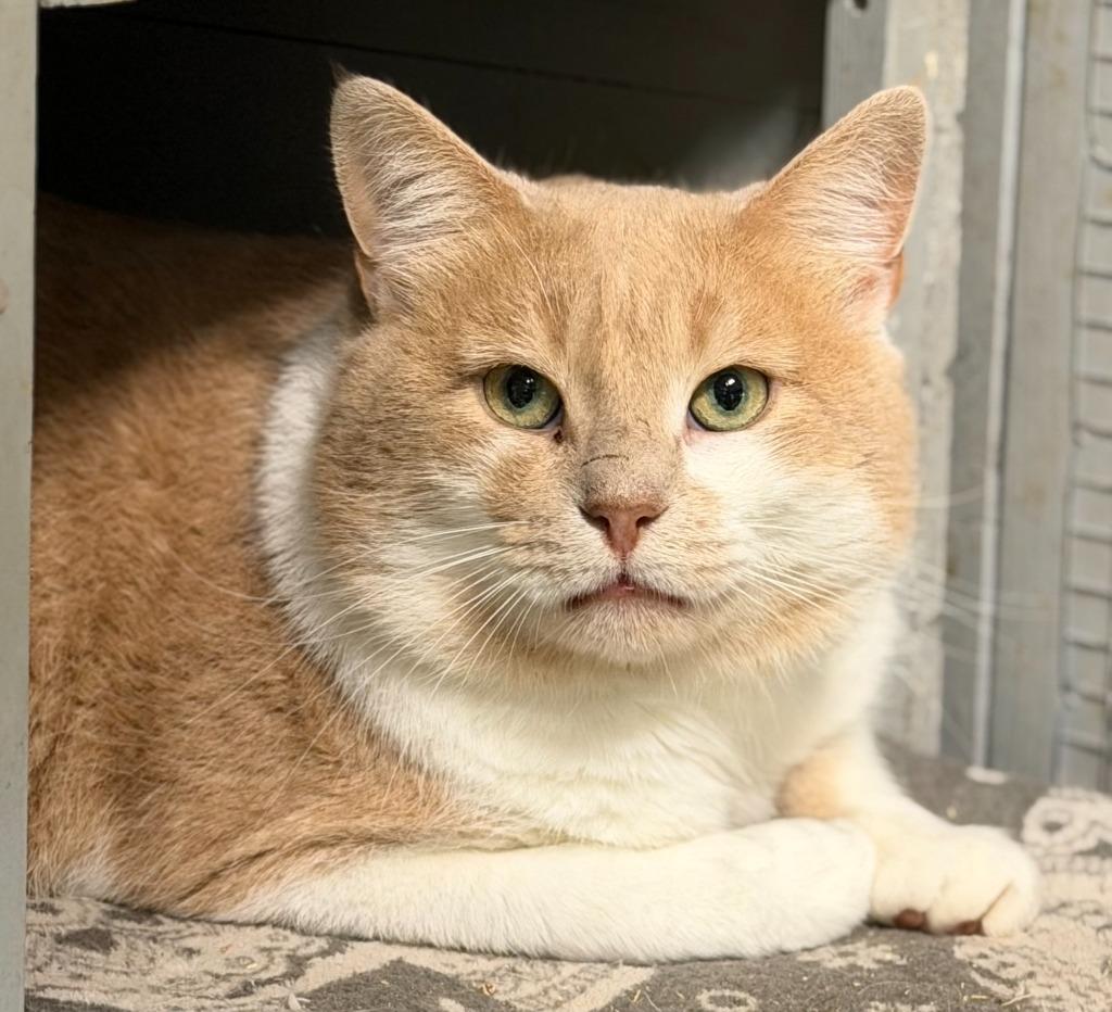 S-Orange Julius`, Adoptable, Young Male Domestic Short Hair.