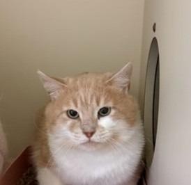 Orange Julius`, Adoptable, Young Male Domestic Short Hair.