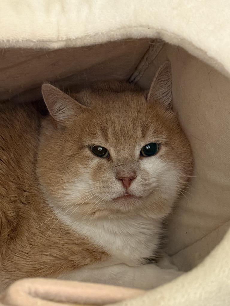 Orange Julius`, a Adoptable mixed breed in Windsor, CT image 2/2