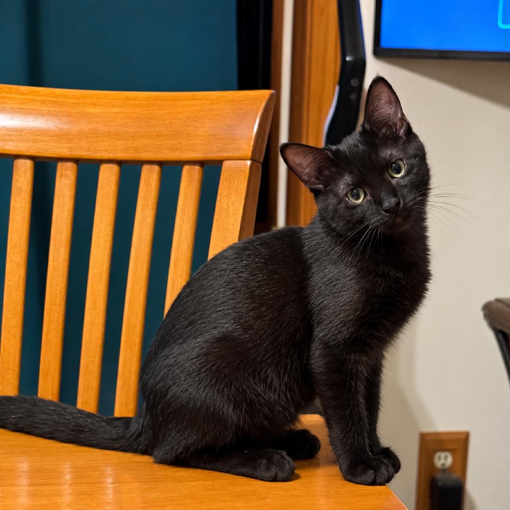 Merlyn, Adoptable, Kitten Female Domestic Short Hair.