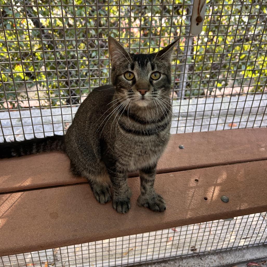 Suki, a Adoptable Domestic Short Hair in Fresno, CA image 1/6