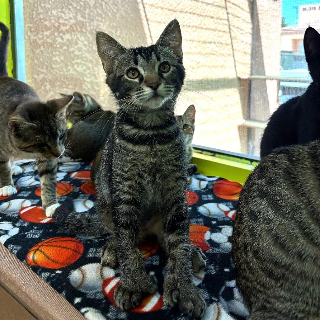 Suki, a Adoptable Domestic Short Hair in Fresno, CA image 2/6