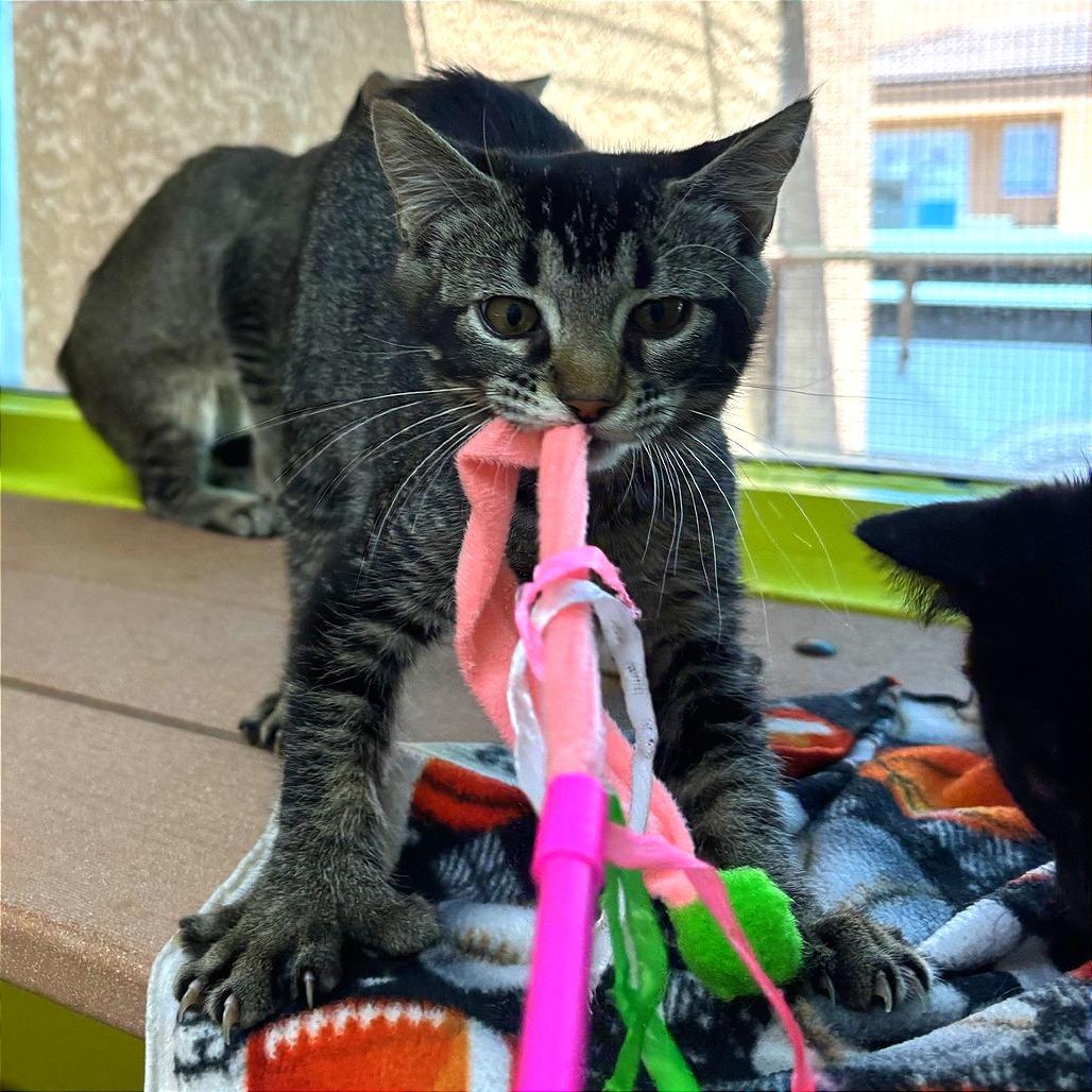 Suki, a Adoptable Domestic Short Hair in Fresno, CA image 3/6