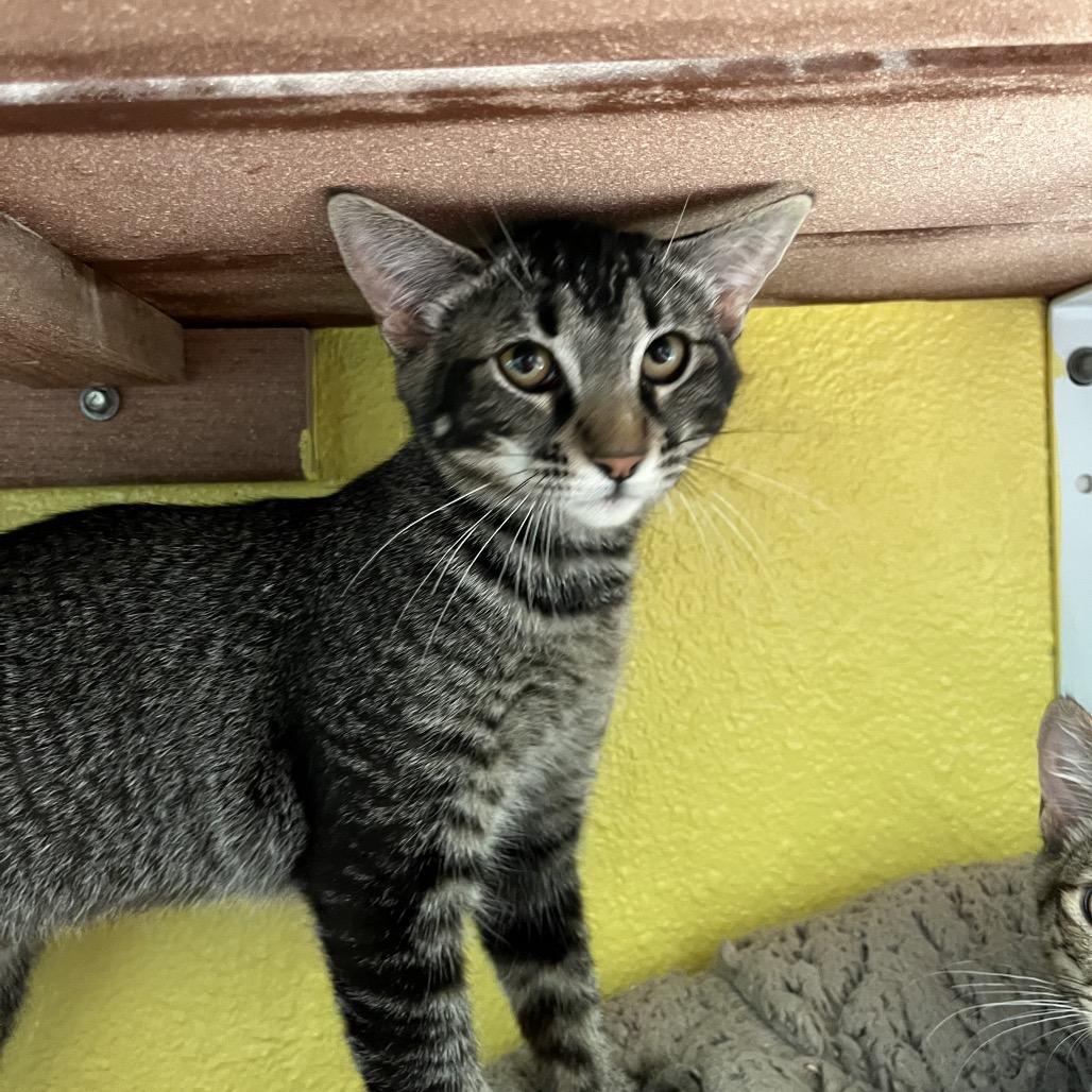 Suki, a Adoptable Domestic Short Hair in Fresno, CA image 4/6