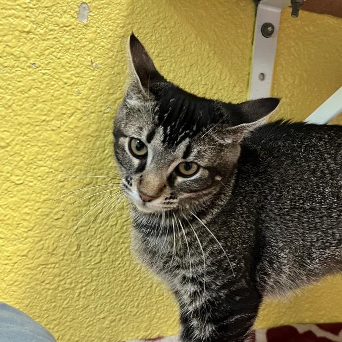 Suki, a Adoptable Domestic Short Hair in Fresno, CA image 5/6