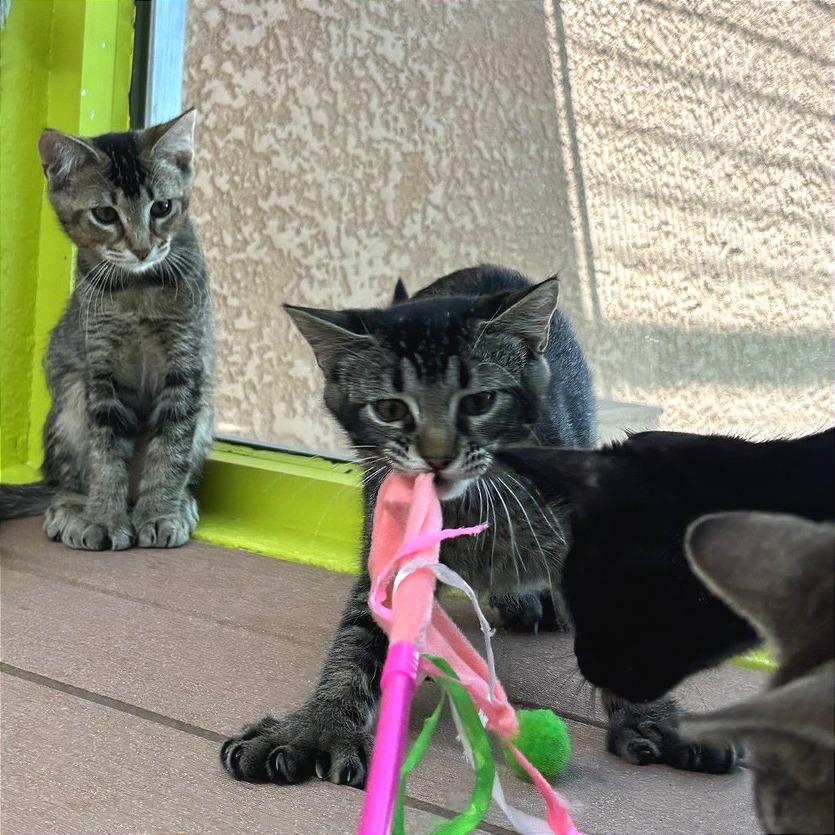 Suki, a Adoptable Domestic Short Hair in Fresno, CA image 6/6