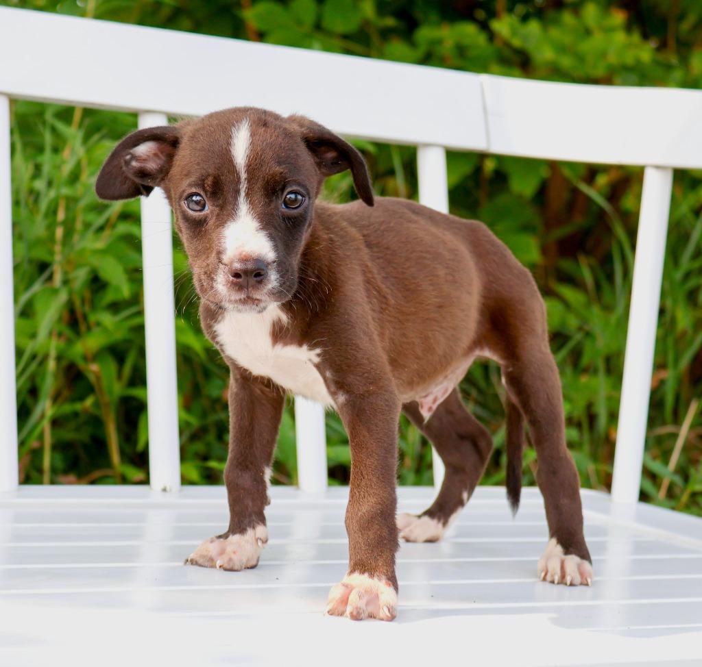 State Fair Litter - Space Tower, Adoptable, Puppy Male Pit Bull Terrier & Labrador Retriever.
