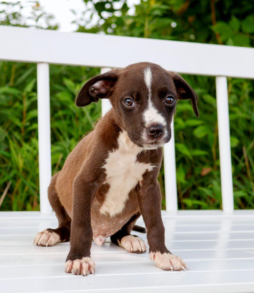 Enlarge State Fair Litter - Space Tower, a Adoptable mixed breed in Savage, MN image 2/3