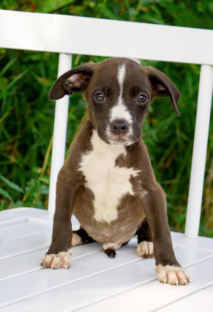 Enlarge State Fair Litter - Space Tower, a Adoptable mixed breed in Savage, MN image 3/3