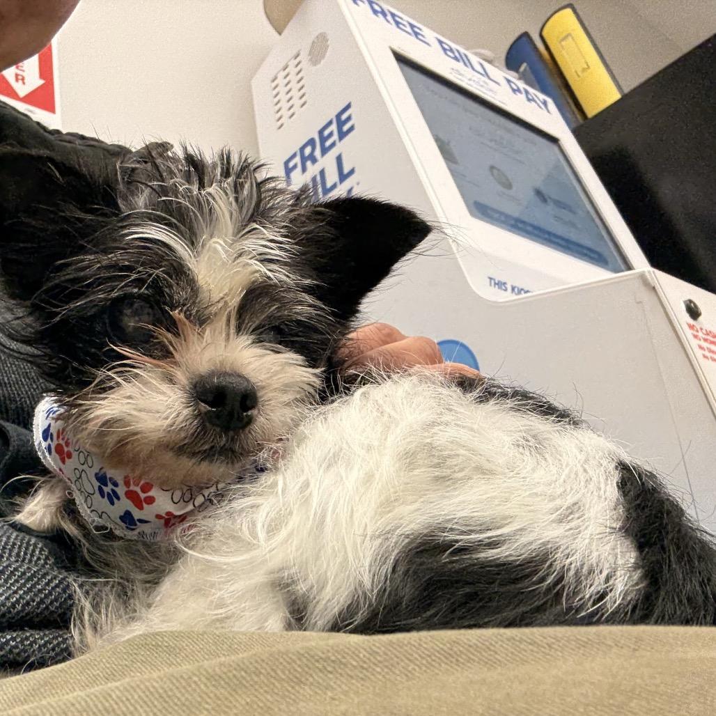 Dalphine, Adoptable, Senior Female Shih Tzu.