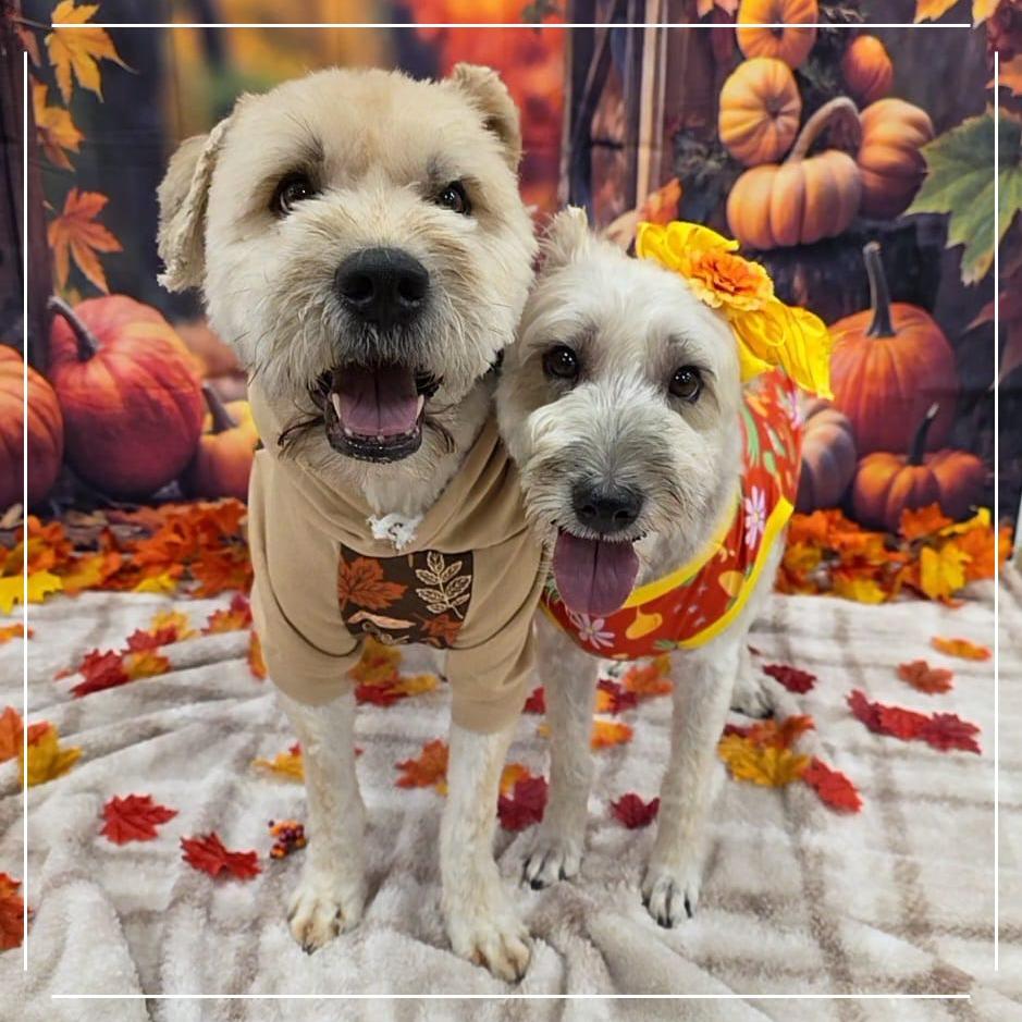 Togo, Adoptable, Adult Male Wheaten Terrier.