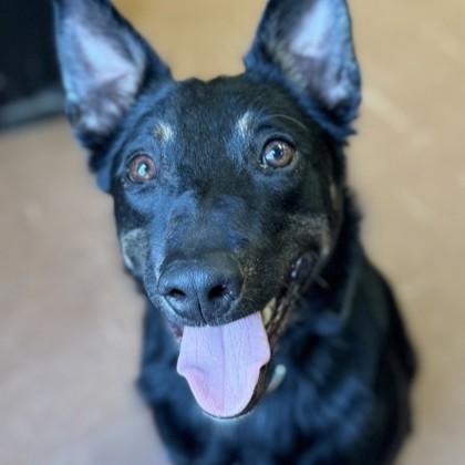 Kenobi, a ADOPTABLE mixed breed in Rapid City, SD image 1/5