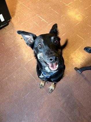 Kenobi, a ADOPTABLE mixed breed in Rapid City, SD image 3/5