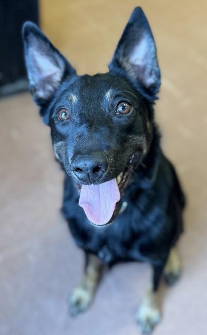Kenobi, a ADOPTABLE mixed breed in Rapid City, SD image 4/5