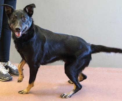 Kenobi, a ADOPTABLE mixed breed in Rapid City, SD image 5/5