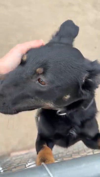 Enlarge Kenobi, a ADOPTABLE mixed breed in Rapid City, SD video 2/5