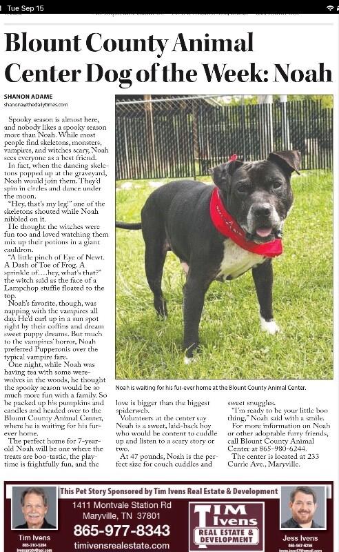 Noah, Adoptable, Adult Male Pit Bull Terrier.