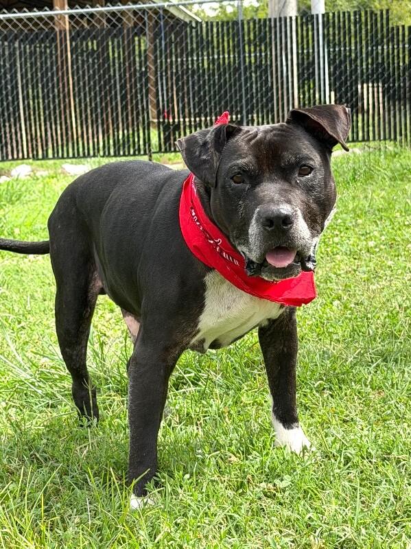 Noah, Adoptable, Adult Male Pit Bull Terrier.