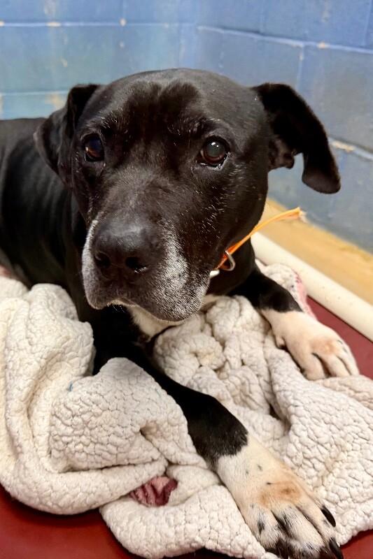 Noah, Adoptable, Adult Male Pit Bull Terrier.