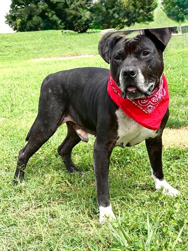 Noah, a Adoptable Pit Bull Terrier in Maryville, TN image 2/4