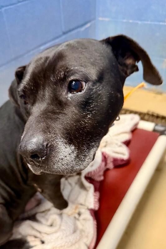 Noah, a Adoptable Pit Bull Terrier in Maryville, TN image 2/3