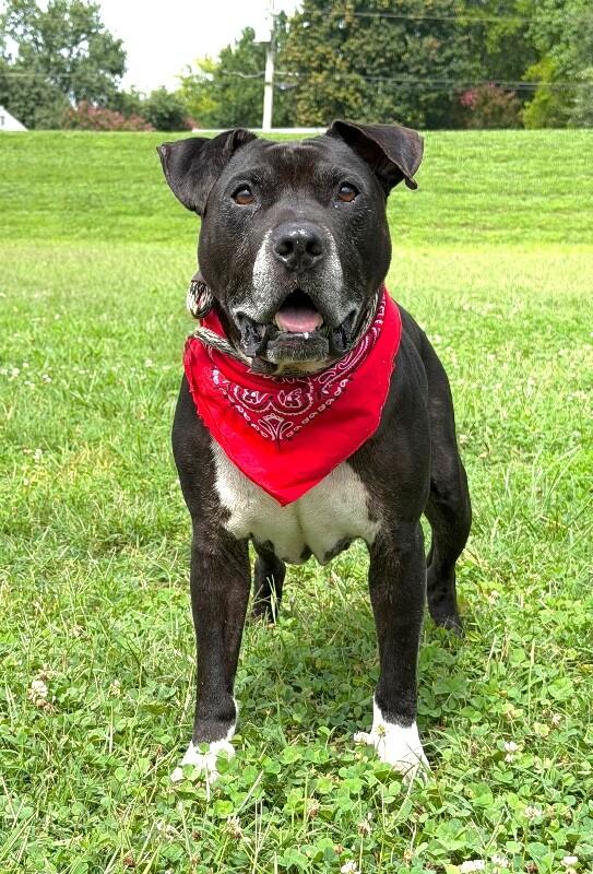 Noah, a Adoptable Pit Bull Terrier in Maryville, TN image 3/4