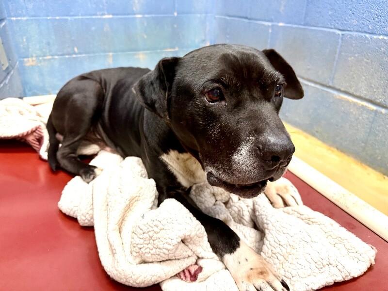 Noah, a Adoptable Pit Bull Terrier in Maryville, TN image 3/3