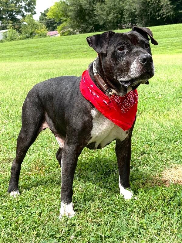 Noah, a Adoptable Pit Bull Terrier in Maryville, TN image 4/4