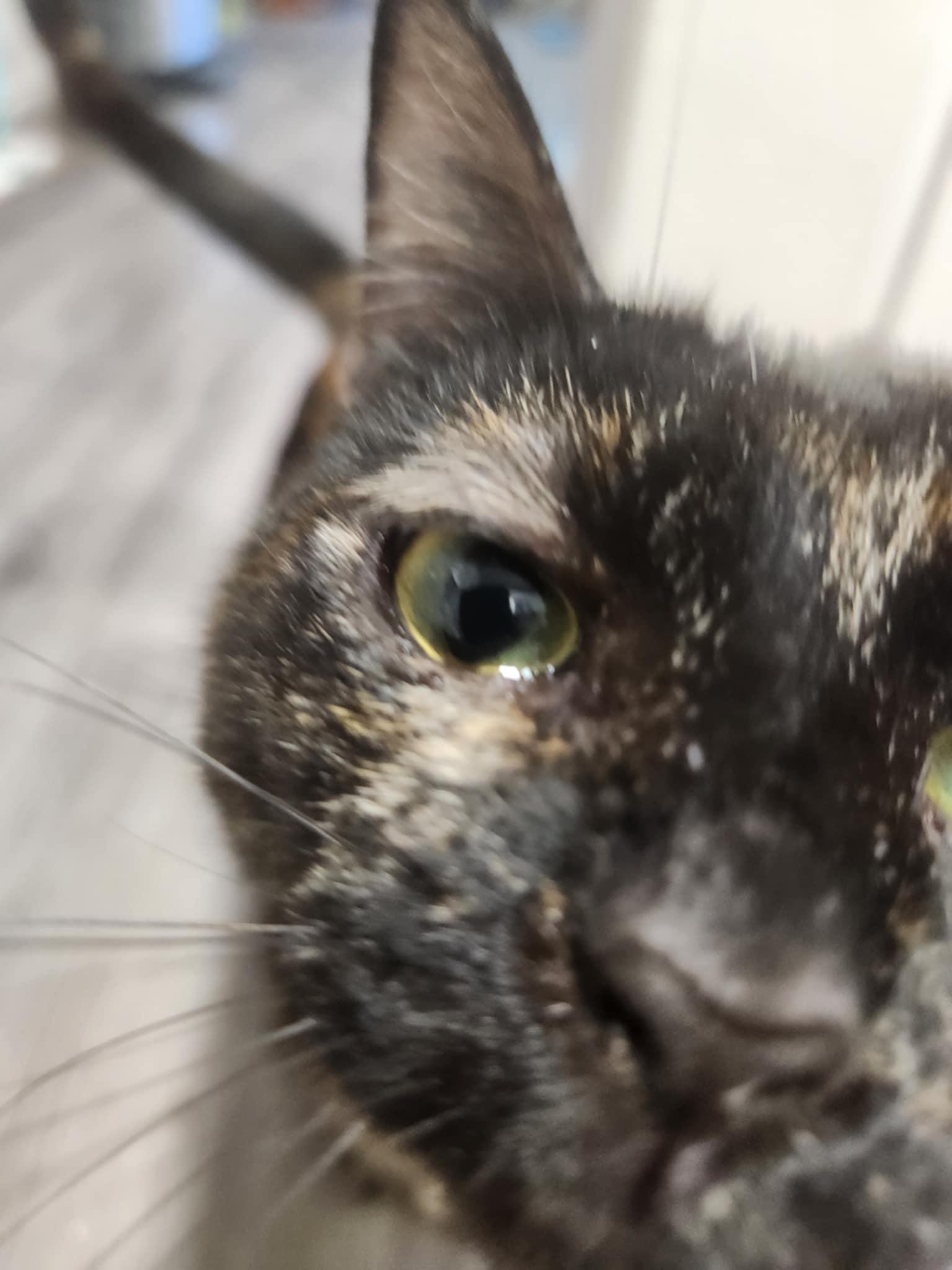 Enlarge CAPTAIN JESSICA CORTEZ, a Adoptable mixed breed in Temecula, CA image 5/6