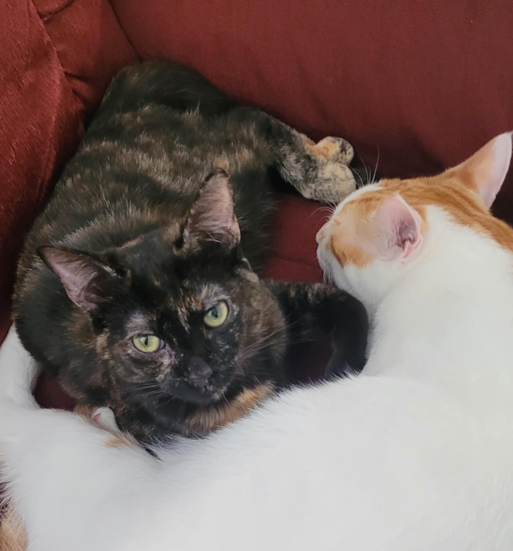 Enlarge CAPTAIN JESSICA CORTEZ, a Adoptable mixed breed in Temecula, CA image 3/6