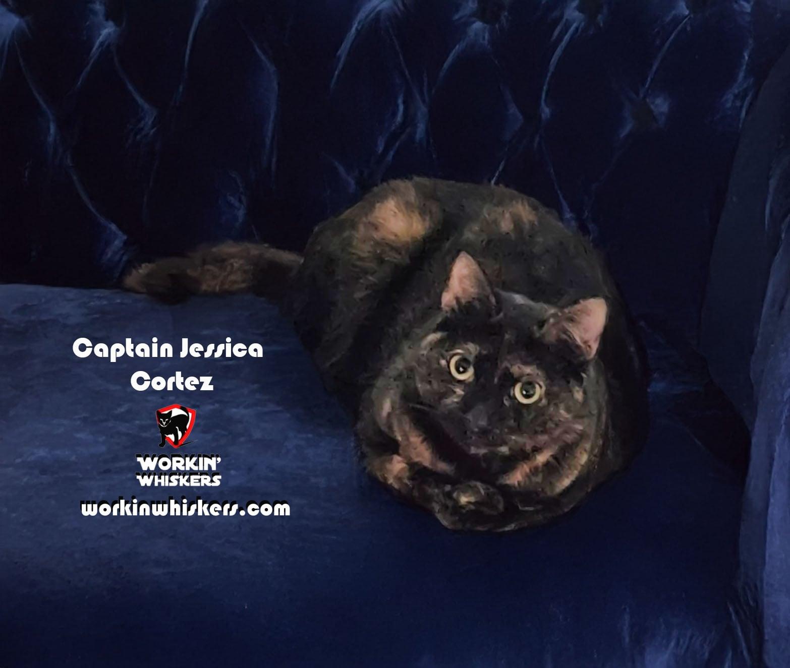 Enlarge CAPTAIN JESSICA CORTEZ, a Adoptable mixed breed in Temecula, CA image 1/6