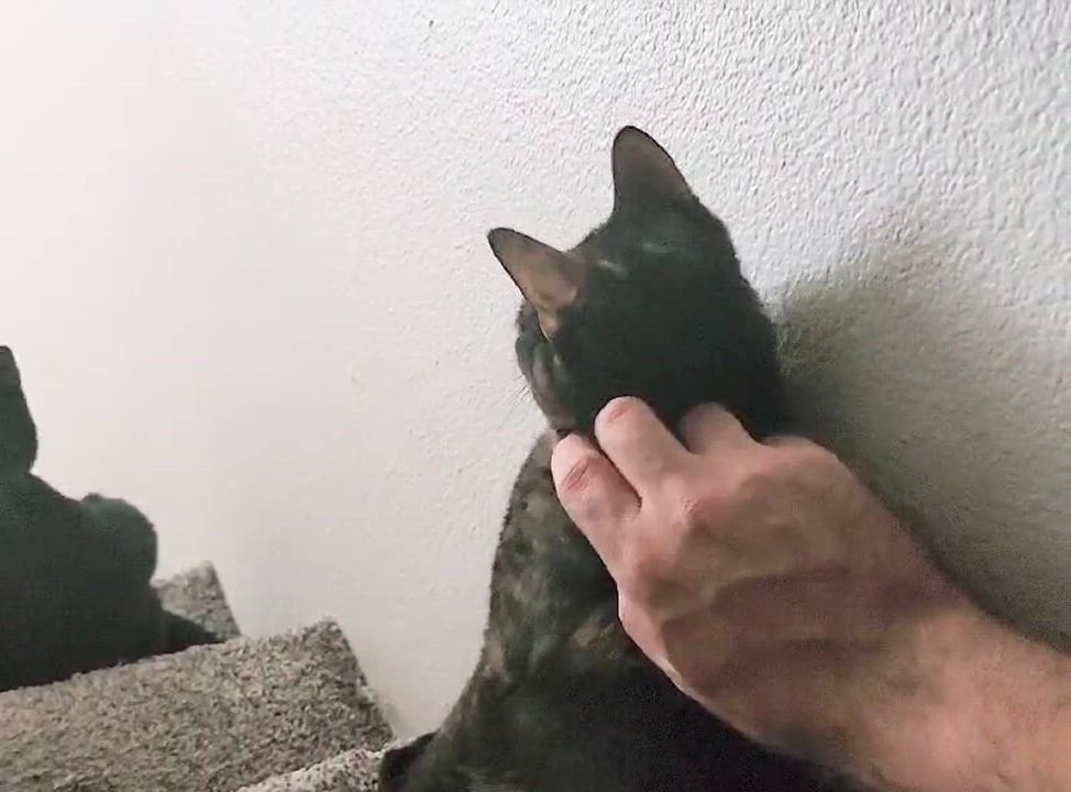 Enlarge CAPTAIN JESSICA CORTEZ, a Adoptable mixed breed in Temecula, CA video 6/6