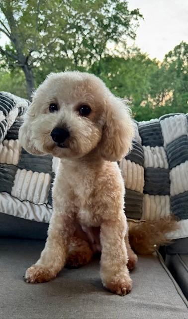 Otis, adopted, Adult Male Miniature Poodle & Bichon Frise.