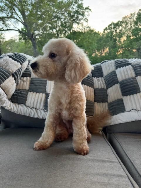 Enlarge Otis, an adopted mixed breed in Monroe, NC image 2/3