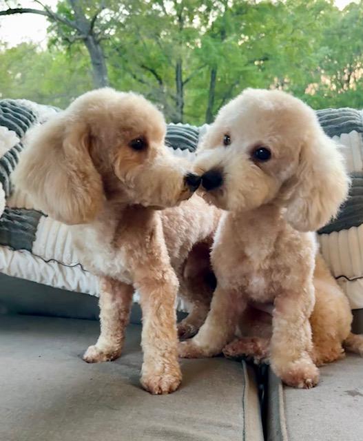 Enlarge Otis, an adopted mixed breed in Monroe, NC image 3/3