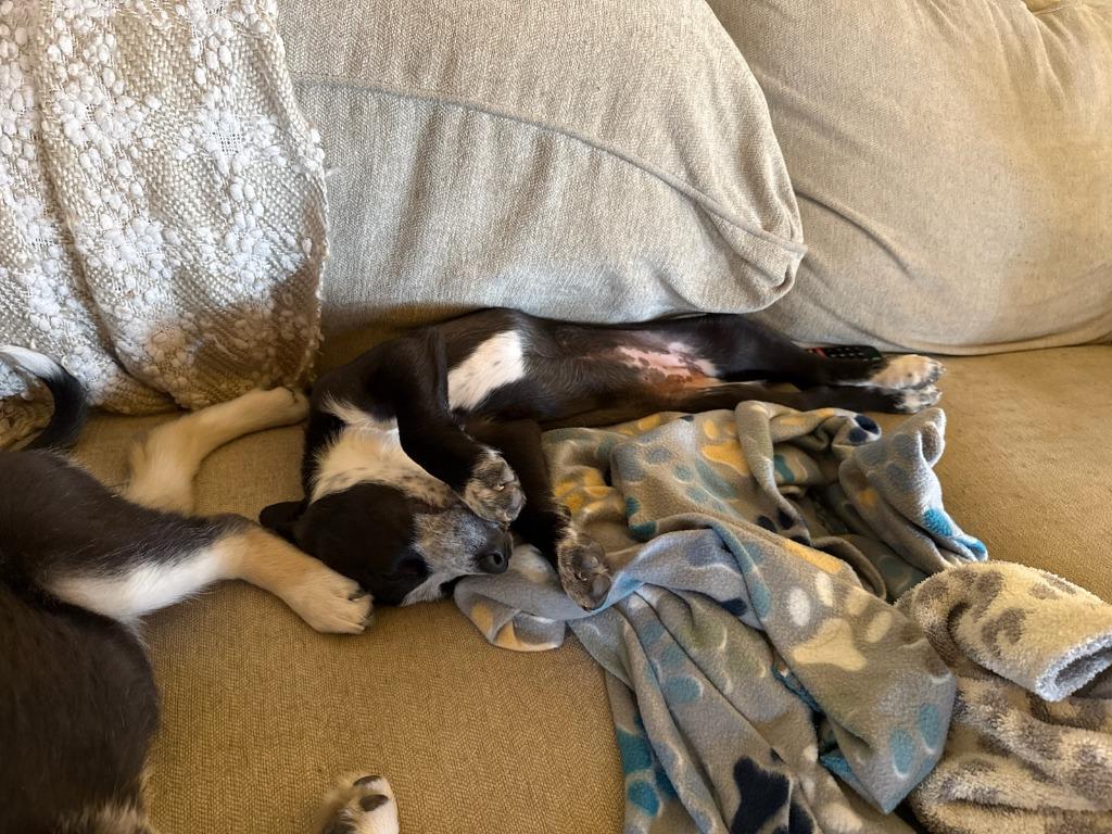 Enlarge Malibu, a Adoptable mixed breed in Fayetteville, AR image 1/1